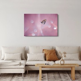 Obraz - Motýlik (90x60 cm)