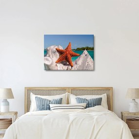 Obraz morskej hviezdice (70x50 cm)