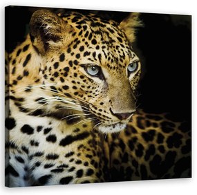 Obraz na plátně, Majestic Leopard - 30x30 cm