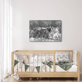 Obraz - Líška v zime (90x60 cm)