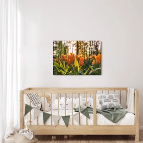 Obraz - kvety tulipánov (70x50 cm)