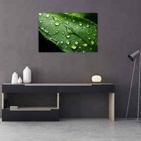 Obraz - List po daždi (90x60 cm)