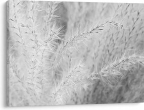 Obraz - Pampas grass N⁰1 (70x50 cm)