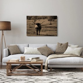 Obraz - Texaská krava (90x60 cm)