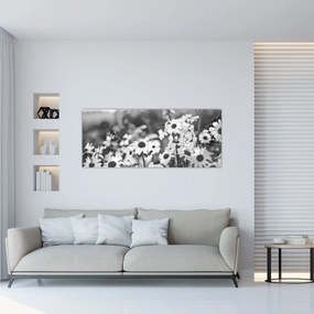 Obraz - Kopretiny (120x50 cm)