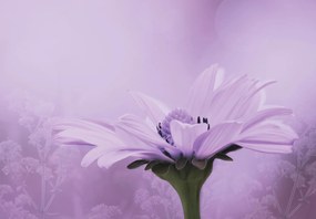 Fototapeta - Fialový kvet (147x102 cm)