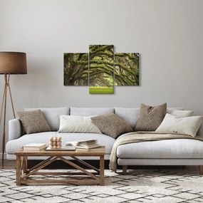 Obraz - Oaks Avenue, Charleston, Južná Karolína, USA (90x60 cm)