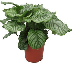 Calathea orbifolia 24x75 cm