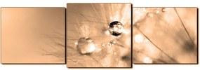 Obraz na plátne - Dandelion z kvapkami rosy - panoráma 5262FD (120x40 cm)