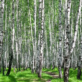 Ozdobný paraván Příroda březového lesa - 145x170 cm, štvordielny, obojstranný paraván 360°