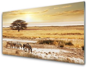 Obraz na akrylátovom skle Púšť krajina 100x50 cm