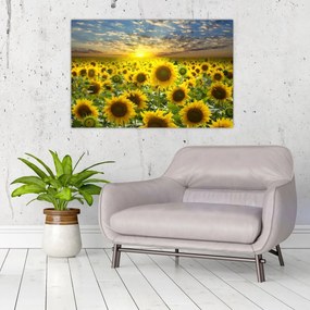 Obraz - Slnečnica pri západe slnka (90x60 cm)