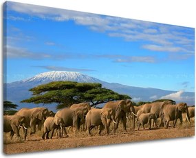 Obraz na stenu ZVIERATÁ