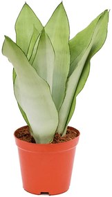 Sansevieria trifasciata Moonshine 12x35 cm