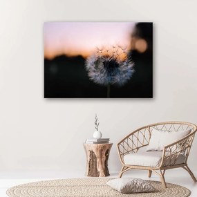 Gario Obraz na plátne Púpava a západ slnka Rozmery: 60 x 40 cm