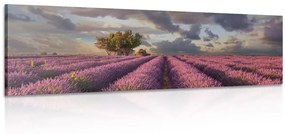 Obraz krajina levanduľových polí - 150x50