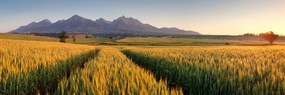 Obraz západ slnka nad pšeničným poľom Varianta: 120x40