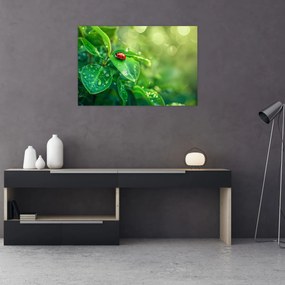 Obraz - Lienka (90x60 cm)
