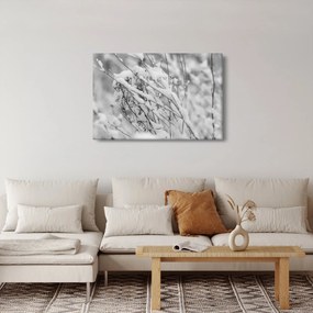 Obraz - Zasnežené vetvy (90x60 cm)
