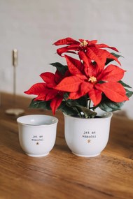 Bella Rose Porcelánový obal na kvetináč Jsi má vánoční hvězda 10 cm – CZ
