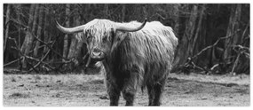 Obraz - Škótska krava 3, čiernobiela (120x50 cm)