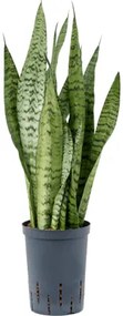 Sansevieria zeylanica 15/19 výška 70 cm