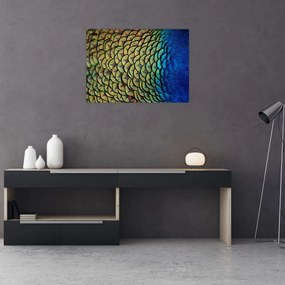 Obraz - Pávie perie (70x50 cm)