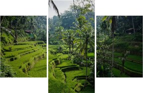 Obraz ryžových terás Tegalalang, Bali (90x60 cm)
