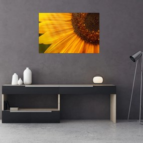 Obraz - Slnečnica (90x60 cm)
