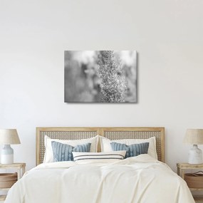 Obraz - Boho pampas grass (70x50 cm)