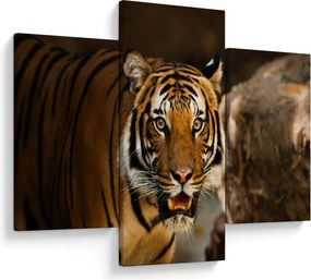 Obraz tigra (90x60 cm)