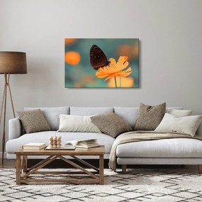 Obraz - motýľ na oranžovom kvete (90x60 cm)