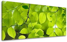 Obraz na stenu PANORÁMA RASTLINY | rôzne rozmery
