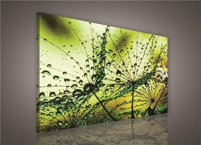 Obraz na stenu ranná rosa zelená 100 x 75 cm