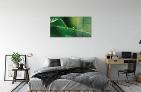 Obraz plexi Kvapky tráva makro 100x50 cm
