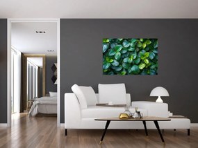 Obraz - Zelené rastliny (90x60 cm)