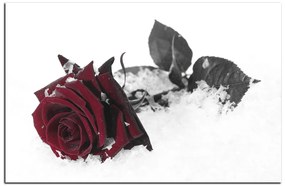 Obraz na plátne - Ruža na snehu 1103FA (75x50 cm)