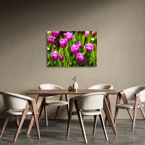 Sklenený obraz tulipánov na lúke (70x50 cm)