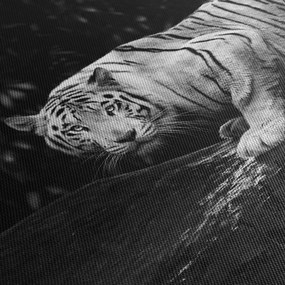 Obraz - Tiger albín, čiernobiely (90x60 cm)