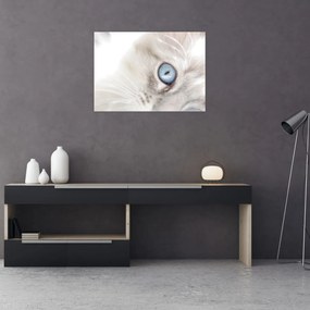 Obraz - Mačka s modrými očami (70x50 cm)