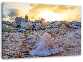 Obraz na plátně Mušle Kameny moře - 100x70 cm