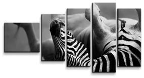 Sablio Obraz - 5-dílný Válajúca sa zebra - 100x60 cm