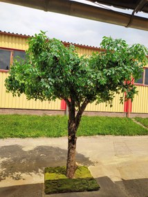 Fikus gigant 300cm