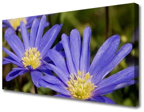 Obraz Canvas Kvety rastlina príroda 140x70 cm