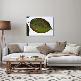 Sklenený obraz - List ruže (70x50 cm)