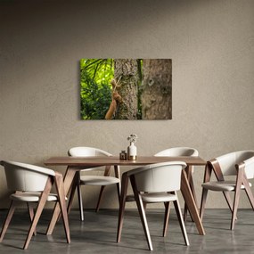 Obraz - Veverička (90x60 cm)
