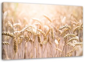 Obraz na plátně Obilné pole Kukuřičné klasy Příroda - 100x70 cm
