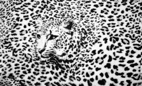 Fototapeta - Čiernobiela - gepard (254x184 cm)