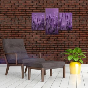 Obraz - Levanduľa (90x60 cm)