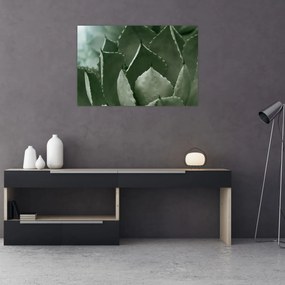 Obraz - Zelená agáve (90x60 cm)